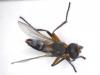 Saltella sphondylii